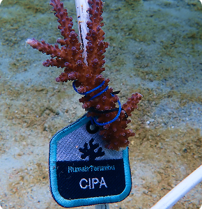 Adopt an Coral - Image 1