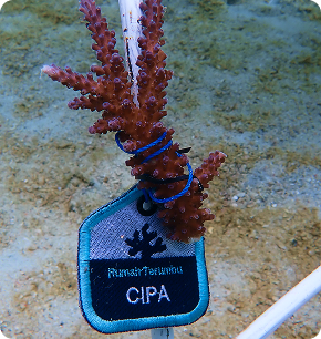 Adopt an Coral