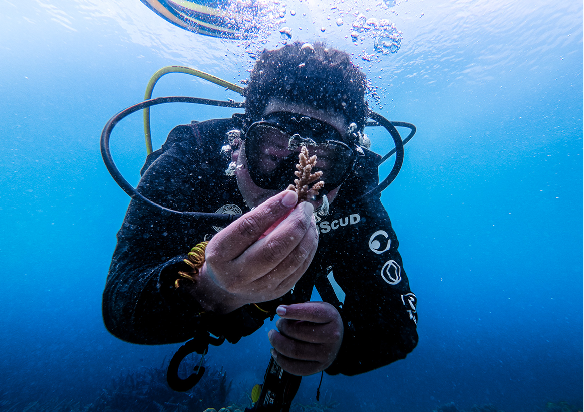 Adopt an Coral - Image 2