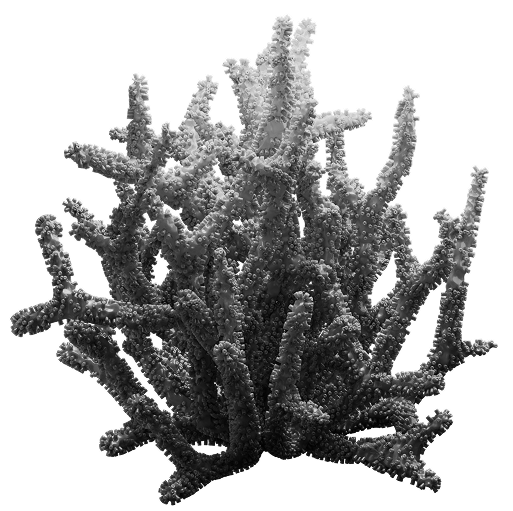 Dead Coral